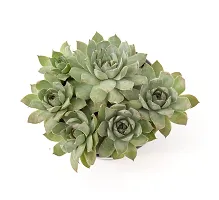 Original Red Tip Laxmi Kamal Graptopetalum Macdougallii ? succulent by Veryhom-thumb1