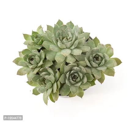 Original Red Tip Laxmi Kamal Graptopetalum Macdougallii ? succulent by Veryhom-thumb2