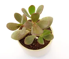 Crassula Ovata Jade Plant Good Luck Vastu Plant in Ceramic Pot by Veryhom-thumb1