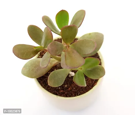 Crassula Ovata Jade Plant Good Luck Vastu Plant in Ceramic Pot by Veryhom-thumb2