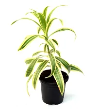 Dracaena reflexa/Song of India Live Plant By Veryhom-thumb2