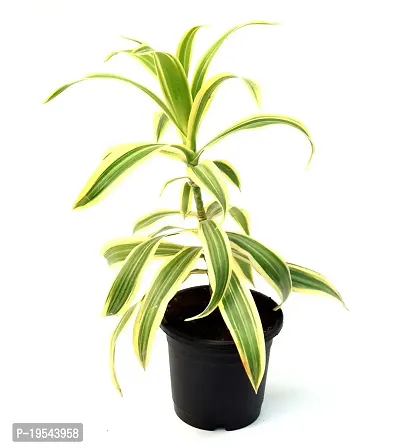 Dracaena reflexa/Song of India Live Plant By Veryhom-thumb3