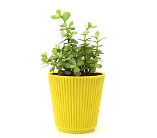 Jade Plant (Mini) in Pot By Veryhom-thumb1