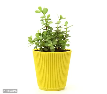 Jade Plant (Mini) in Pot By Veryhom-thumb2