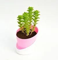 String of buttons (Crassula perforata) Plant With Self Watering Pot By Veryhom-thumb2