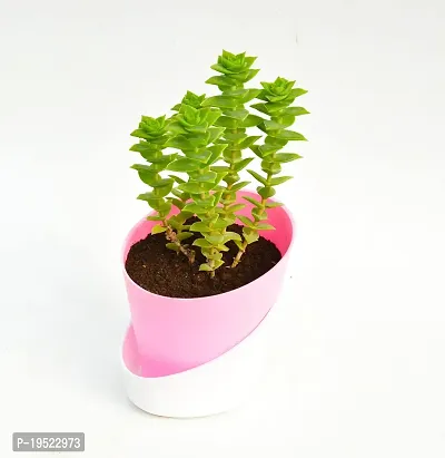 String of buttons (Crassula perforata) Plant With Self Watering Pot By Veryhom-thumb3