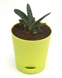 Gasteria Succulent Live Plant Gasteria spp. Cow-tongue, Bredasdorp Gasteria,in Self Watering Pot by Veryhom-thumb2