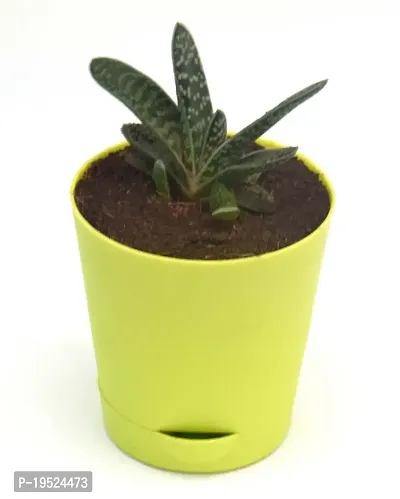 Gasteria Succulent Live Plant Gasteria spp. Cow-tongue, Bredasdorp Gasteria,in Self Watering Pot by Veryhom-thumb3