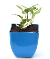 N'Joy Money Plant | Money Pothos N' joy Good Luck Vastu Live Plant By Veryhom-thumb2