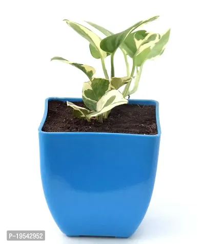 N'Joy Money Plant | Money Pothos N' joy Good Luck Vastu Live Plant By Veryhom-thumb3