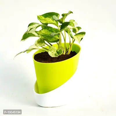 N'Joy Money Plant | Money Pothos N' joy Good Luck Vastu Live Plant With Self Watering Pot By Veryhom