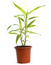 Dracaena sanderiana Lucky Bamboo Plant Air purifying live plant by Veryhom-thumb2