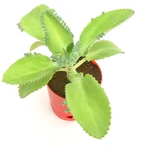 Mother of Thousands,Succulent,Devil Backbone Kalanchoe Laetivirens,Medicinal plant in Self Watering Pot by Veryhom-thumb1