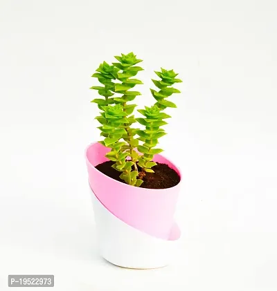 String of buttons (Crassula perforata) Plant With Self Watering Pot By Veryhom-thumb0