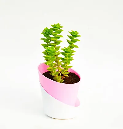 Limited Stock!! Plant & Planters 