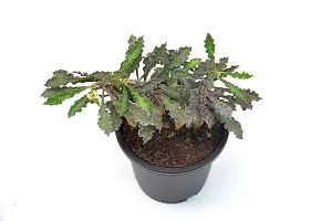 Rare Euphorbia Decaryi Succulent spurge Live Plant by Veryhom-thumb3