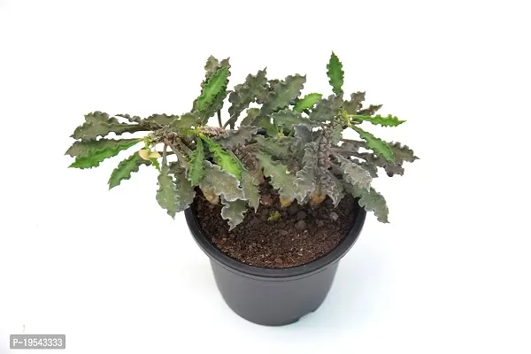 Rare Euphorbia Decaryi Succulent spurge Live Plant by Veryhom-thumb4