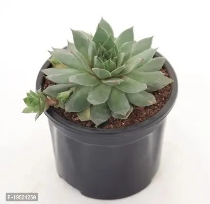 Veryhom Original Green Wheel Laxmi kamal (Sempervivum) Succulent for Good Luck-thumb2