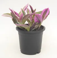 Vh Veryhom Pink Wandering Jew Live Plant Rare Tradescantia Nanouk Lilac By Veryhom-thumb4