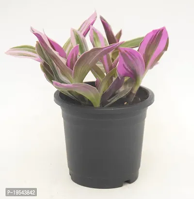 Vh Veryhom Pink Wandering Jew Live Plant Rare Tradescantia Nanouk Lilac By Veryhom-thumb5