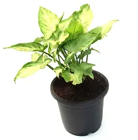 Arrowhead Syngonium podophyllum Live Plant By Veryhom-thumb2