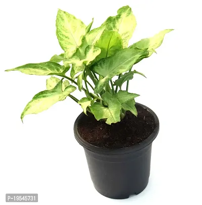 Arrowhead Syngonium podophyllum Live Plant By Veryhom-thumb3