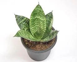 Snake Plant Sansevieria Air Purifier Live Plant by India Gardening-thumb1