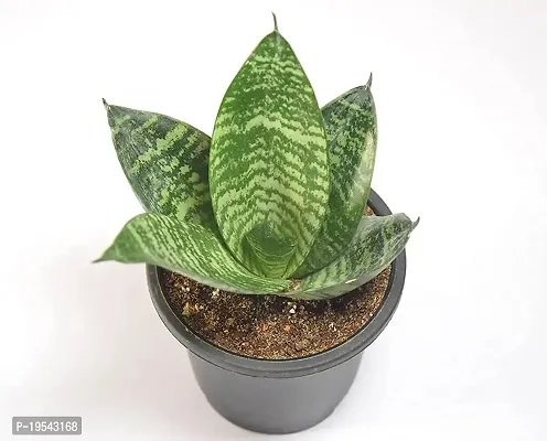 Snake Plant Sansevieria Air Purifier Live Plant by India Gardening-thumb2