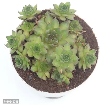 Original Green Wheel Laxmi kamal with pups (Sempervivum Edinburgh) Succulent in Self Watering Pot for Good Luck by Veryhom-thumb2