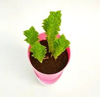 String of buttons (Crassula perforata) Plant With Self Watering Pot By Veryhom-thumb3