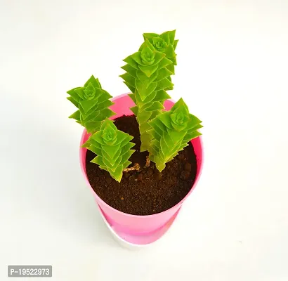 String of buttons (Crassula perforata) Plant With Self Watering Pot By Veryhom-thumb4