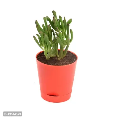 Crassula Ovata, Gollum Jade | Trumpet Jade | Money Plant Succulent in Self Watering Pot By India Gardening