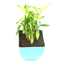 Lucky Bamboo in Plastic Pot By Veryhom-thumb1