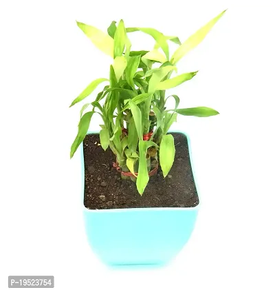 Lucky Bamboo in Plastic Pot By Veryhom-thumb2