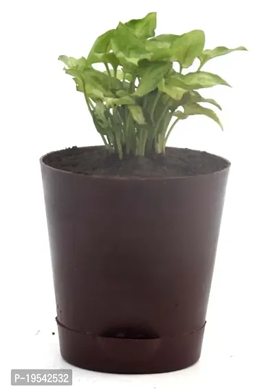 Syngonium 'Gold Allusion' Live Air Purifying plant in Self Watering pot by Veryhom