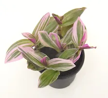 Vh Veryhom Pink Wandering Jew Live Plant Rare Tradescantia Nanouk Lilac By Veryhom-thumb3