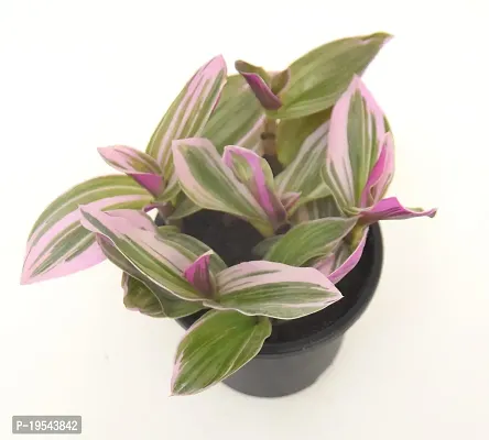 Vh Veryhom Pink Wandering Jew Live Plant Rare Tradescantia Nanouk Lilac By Veryhom-thumb4