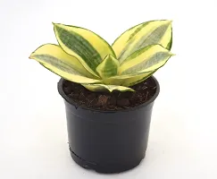 Snake Plant Golden Dwarf | Sansevieria Trifasciata Hahnii Good Luck Air Purifying Plant by Veryhom-thumb2