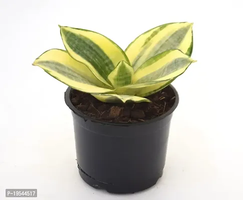 Snake Plant Golden Dwarf | Sansevieria Trifasciata Hahnii Good Luck Air Purifying Plant by Veryhom-thumb3