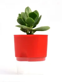 VH Veryhom Veryhom Original Crassula Ovata Plant (Good Luck Vastu Plant) Kuberakshi Vastu Plant In Self Watering Pot-thumb1