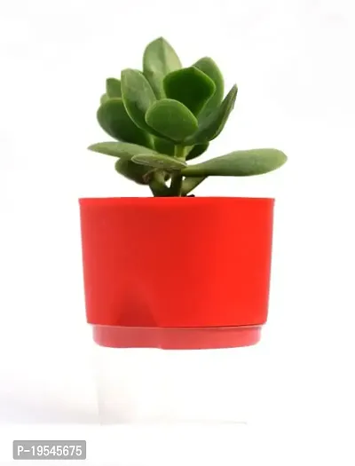 VH Veryhom Veryhom Original Crassula Ovata Plant (Good Luck Vastu Plant) Kuberakshi Vastu Plant In Self Watering Pot-thumb2