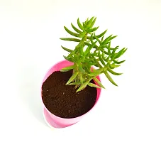 Crassula Tetragona Miniature Pine Jade plant With Self Watering Pot By Veryhom-thumb3