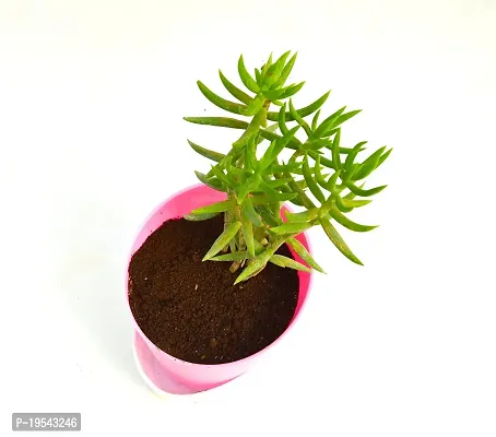 Crassula Tetragona Miniature Pine Jade plant With Self Watering Pot By Veryhom-thumb4