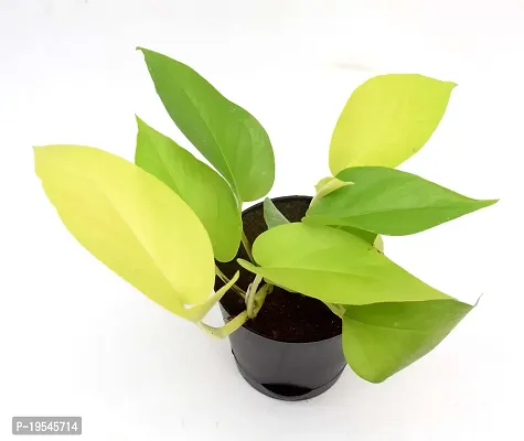 Golden Money Plant with Self Watering Pot India Gardening