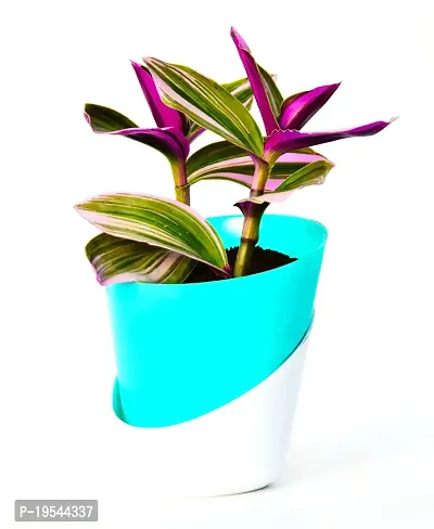 Pink Wandering Jew Plant Rare Tradescantia Nanouk Lilac Plant with Self Watering Pot By Veryhom-thumb0