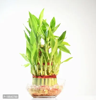 Vh Veryhom Lucky Bamboo 3 Layer Plant For Vastu And Feng Shui By Veryhom