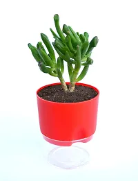 Veryhom Original Gollum Jade (Crassula Ovata) Succulent plant, With Self Watering Pot-thumb1