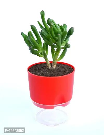 Veryhom Original Gollum Jade (Crassula Ovata) Succulent plant, With Self Watering Pot-thumb2