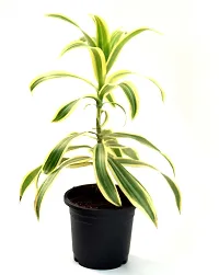 Dracaena reflexa/Song of India Live Plant By Veryhom-thumb3