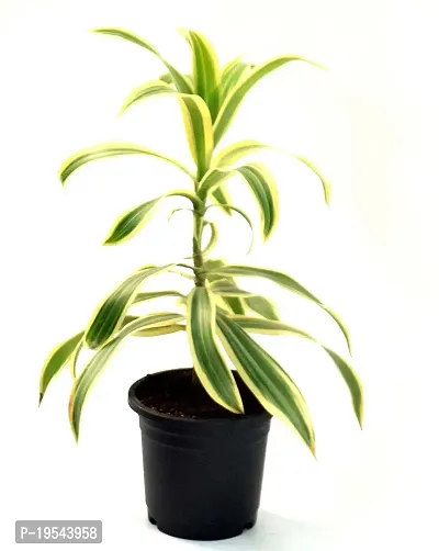 Dracaena reflexa/Song of India Live Plant By Veryhom-thumb4